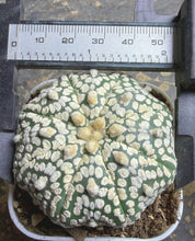 Load image into Gallery viewer, Astrophytum asterias （Starfish）
