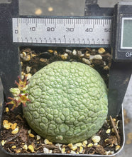 Load image into Gallery viewer, Pseudolithos cubiformis
