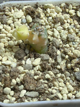 Load image into Gallery viewer, Astrophytum myriostigma variegated
