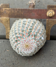 Load image into Gallery viewer, Ferocactus emoryi（white)

