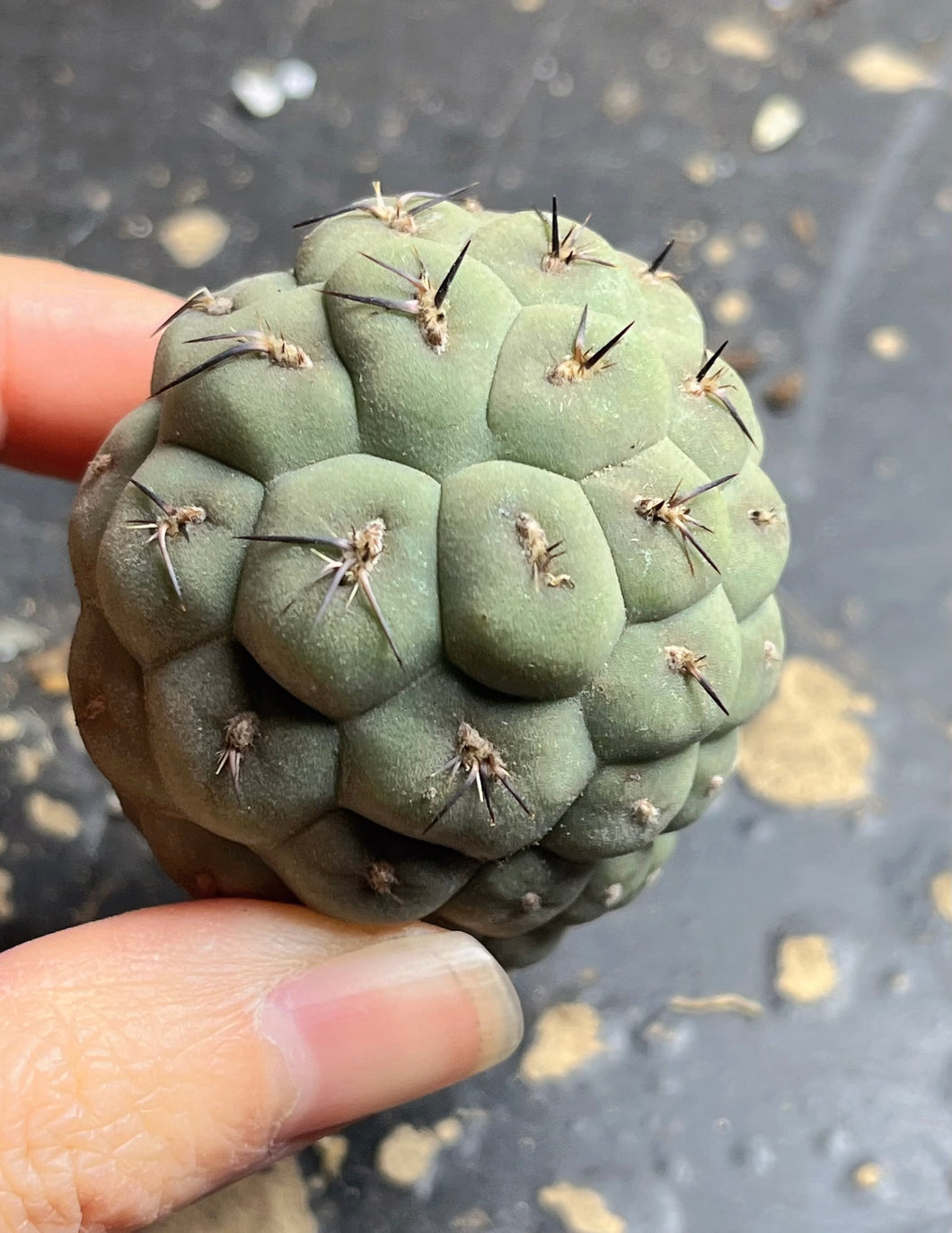 Tephrocactus geometricus