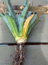 Load image into Gallery viewer, Agave utahensis var. eborispina
