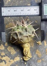 Load image into Gallery viewer, Gymnocalycium mazanense
