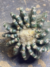 Load image into Gallery viewer, Discocactus horstii
