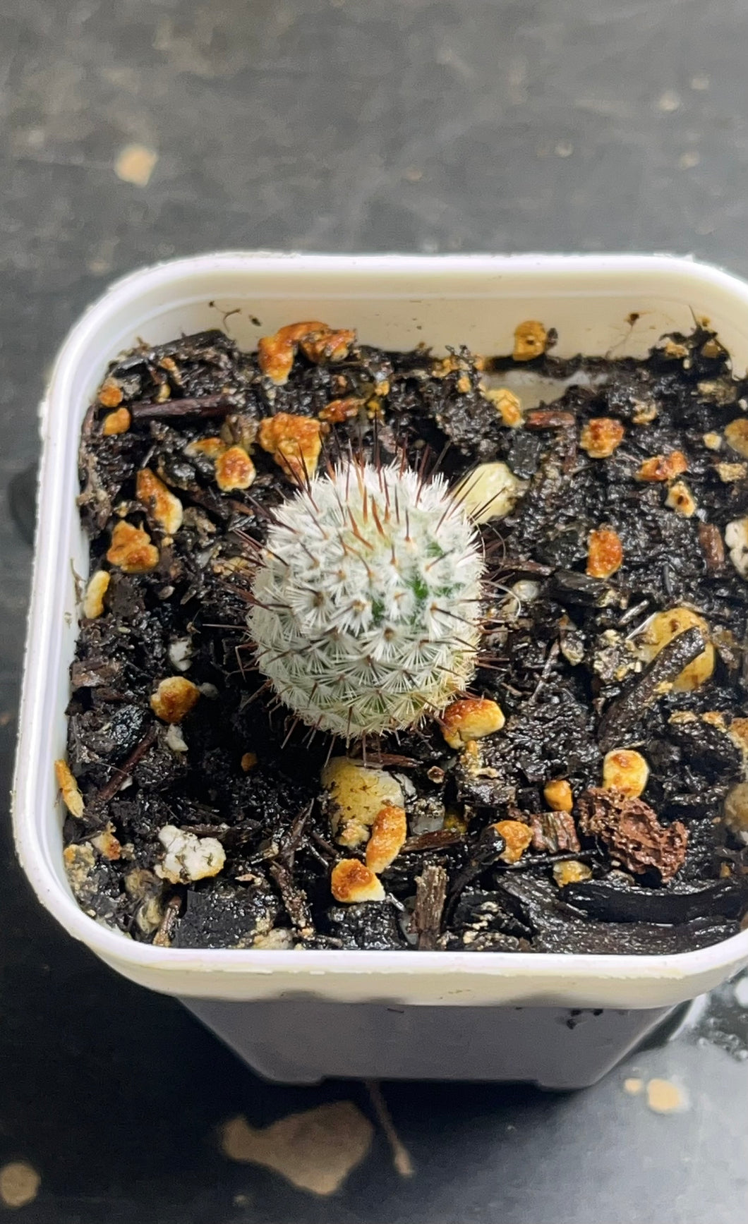 Mammillaria perezdelarosae subs. andersoniana