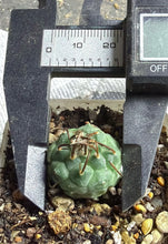 Load image into Gallery viewer, Turbinicarpus Negrita
