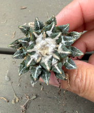 Load image into Gallery viewer, Ariocarpus kotschoubeyanus

