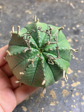 Load image into Gallery viewer, Euphorbia Meloformis subsp. Valida
