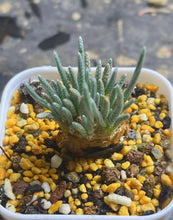 Load image into Gallery viewer, Anacampseros quinaria
