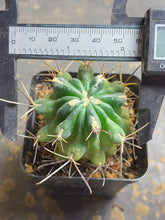 Load image into Gallery viewer, Glandulicactus Unicatus
