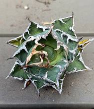 Load image into Gallery viewer, Agave titanota 'Caesar'
