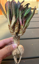 Load image into Gallery viewer, Euphorbia Francoisii
