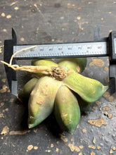 Load image into Gallery viewer, Haworthia Comptoniana 'Crystal'
