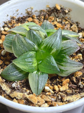 Load image into Gallery viewer, Haworthia mutica var. nigra variegated
