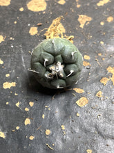 Load image into Gallery viewer, Turbinicarpus jauernigii
