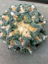 Load image into Gallery viewer, Ariocarpus fissuratus
