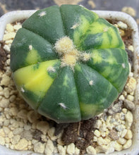 Load image into Gallery viewer, Astrophytum asterias Variegated
