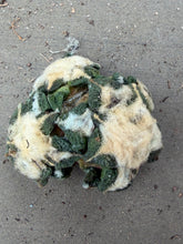 Load image into Gallery viewer, Ariocarpus kotschoubeyanus
