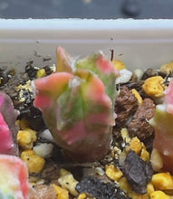 Load image into Gallery viewer, Astrophytum myriostigma variegated
