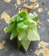 Load image into Gallery viewer, Haworthia variegated
