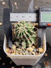 Load image into Gallery viewer, Euphorbia columnaris
