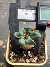 Load image into Gallery viewer, Euphorbia globulicaulis
