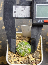 Load image into Gallery viewer, Astrophytum asterias Variegated
