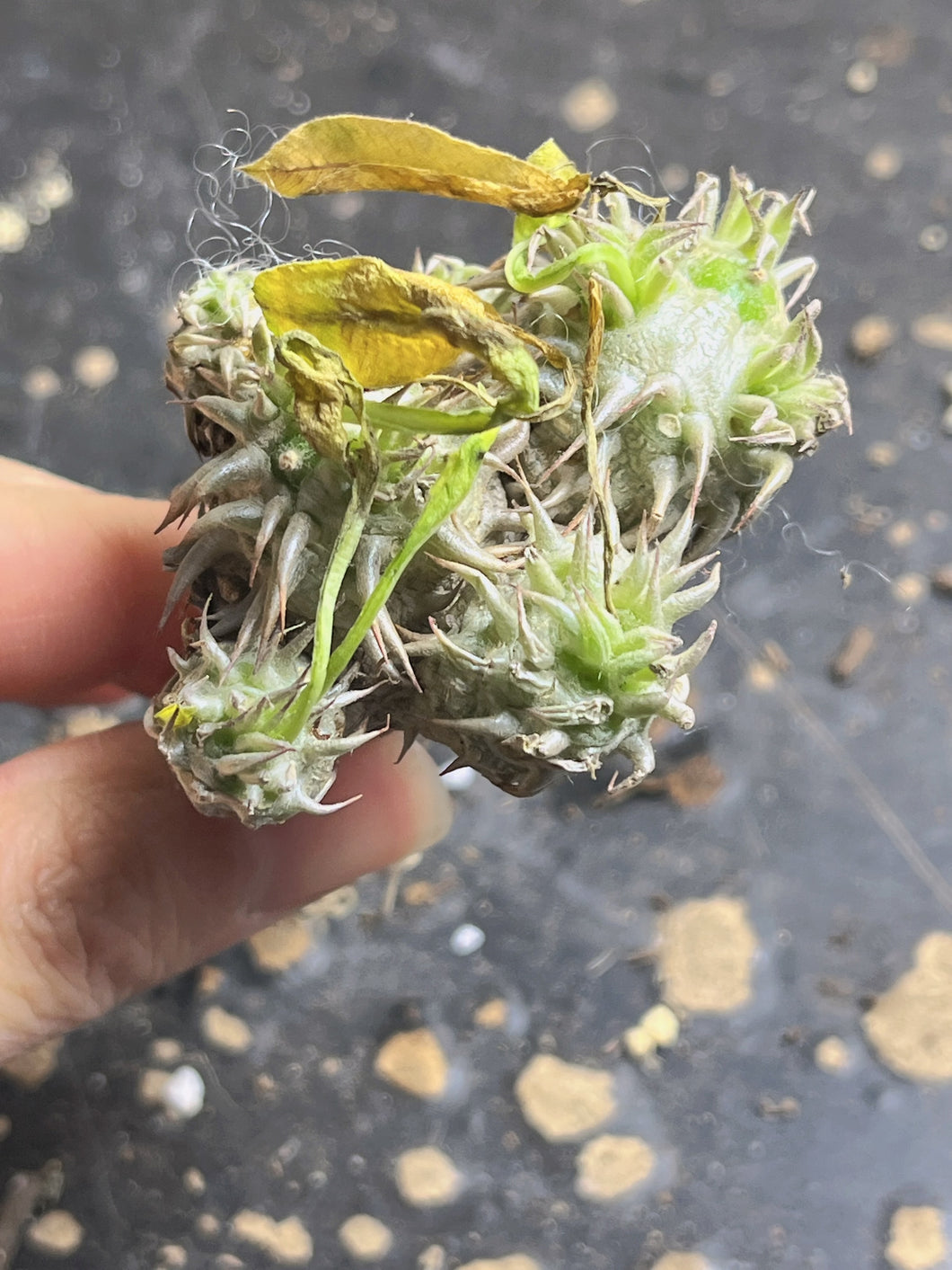 Pachypodium Brevicaule