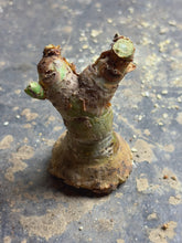 Load image into Gallery viewer, Cyphostemma
