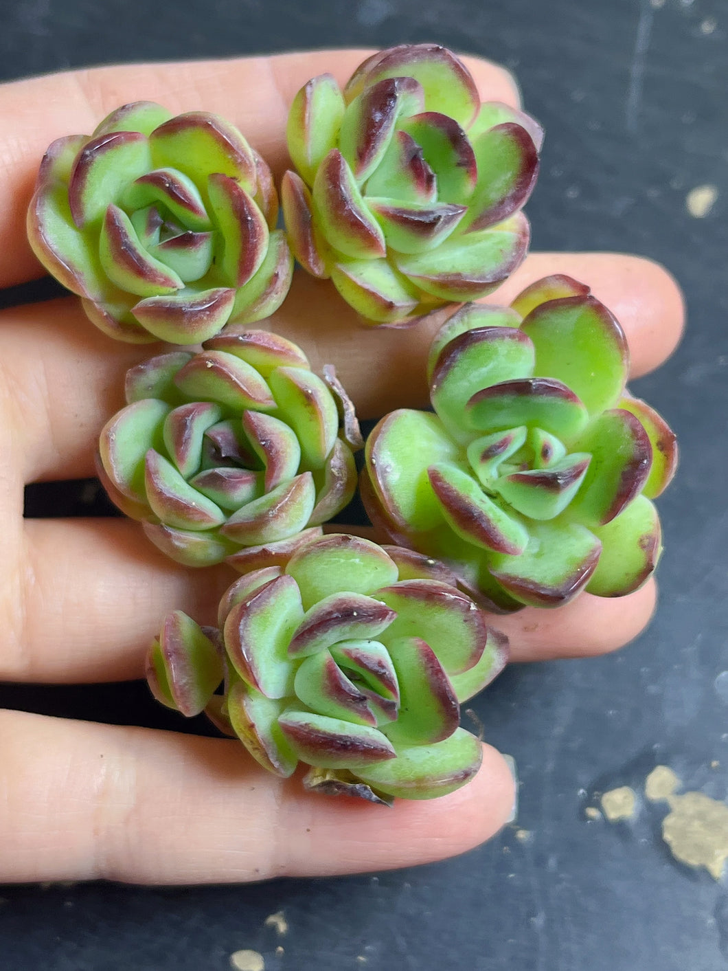 Echeveria Pulidonis ‘Christmas’（each)