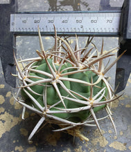 Load image into Gallery viewer, Gymnocalycium hybopleurum
