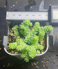 Load image into Gallery viewer, sedum dasyphyllum minor Variegated
