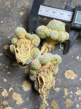Load image into Gallery viewer, Cactus (each)

