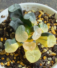 Load image into Gallery viewer, Haworthia maughanii variegated.
