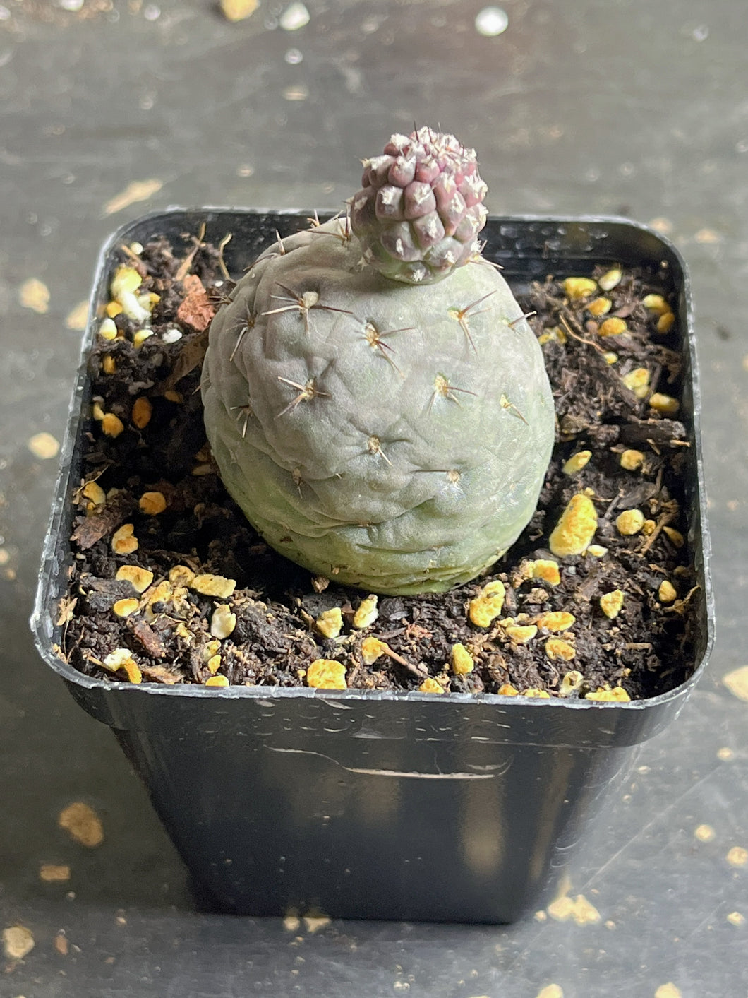 Tephrocactus geometricus