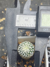 Load image into Gallery viewer, Turbinicarpus pseudopectinatus

