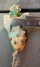 Load image into Gallery viewer, Tephrocactus molinensis
