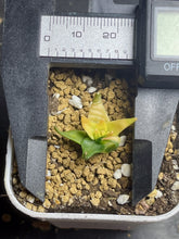 Load image into Gallery viewer, Obregonia denegrii variegated

