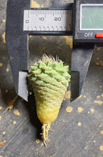 Load image into Gallery viewer, Strombocactus disciformis
