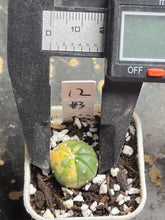 Load image into Gallery viewer, Astrophytum asterias Variegated
