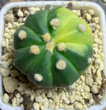 Load image into Gallery viewer, Astrophytum asterias Variegated
