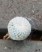 Load image into Gallery viewer, Epithelantha micromeris
