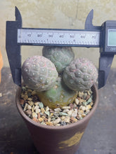 Load image into Gallery viewer, Tephrocactus geometricus
