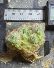 Load image into Gallery viewer, Mammillaria prolifera
