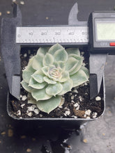 Load image into Gallery viewer, Echeveria cv. Onslow Variegata
