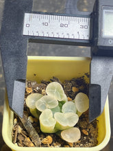 Load image into Gallery viewer, Haworthia maughanii variegated.
