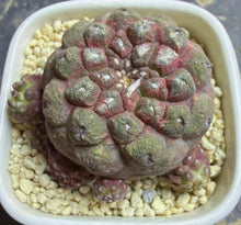 Load image into Gallery viewer, Copiapoa hypogea (Lizard skin)
