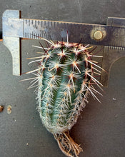 Load image into Gallery viewer, Echinocereus viridiflorus subsp. davisii
