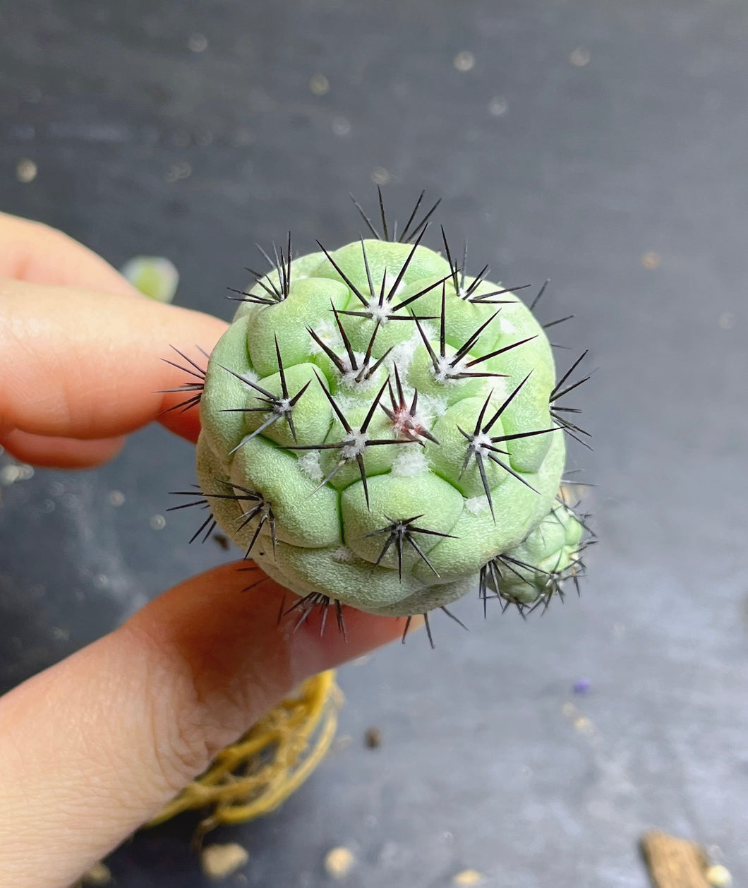 Ortegocactus macdougalli