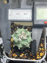 Load image into Gallery viewer, Turbinicarpus klinkerianus Huizache
